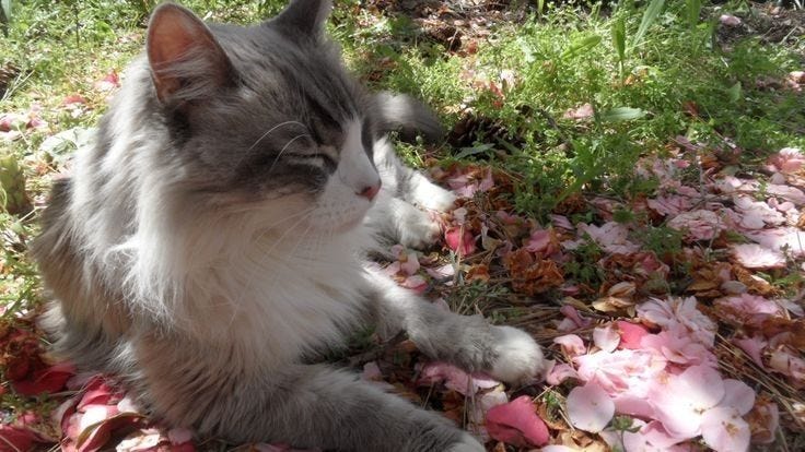 На снимке может быть изображена: серо-белая кошка, лежащая на листьях в траве рядом с цветами. На снимке может быть изображена: серо-белая кошка, лежащая на листьях в траве рядом с цветами.
